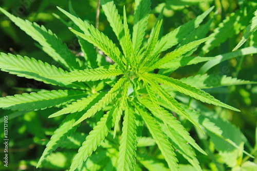 Fototapeta Naklejka Na Ścianę i Meble -  Cannabis (Marijuana) plant 