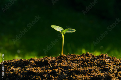 plant germinate from the ground