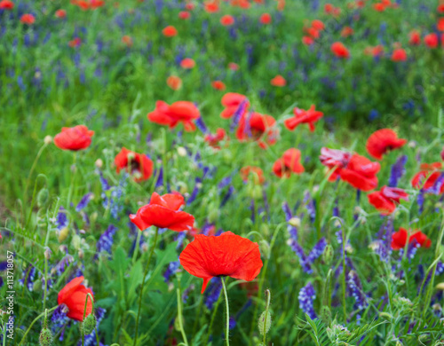 meadow with beautiful red poppy flowers