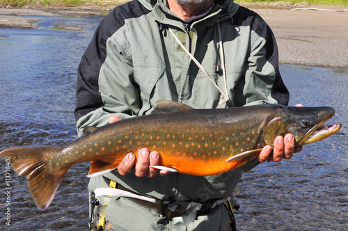 Fotografi Arctic char trophy fishing.
