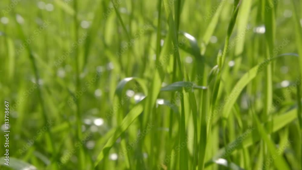 The walk on the fresh grass. Animal view. Real time capture. Wide angle The walk on the fresh grass. Animal view. Real time capture. Wide angle