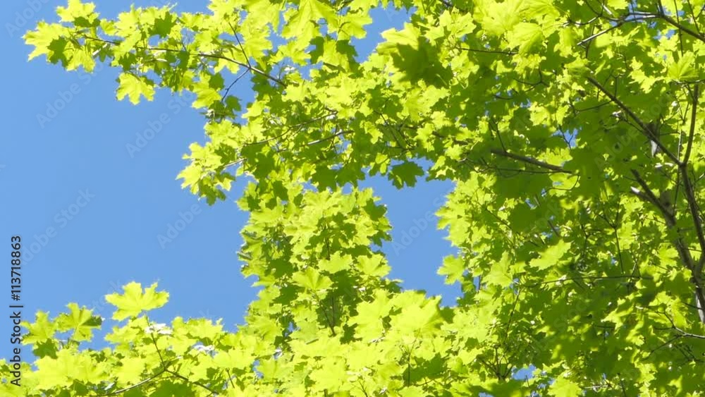 The wind shakes the green leaves against the blue sky. The wind shakes the green leaves against the blue sky.