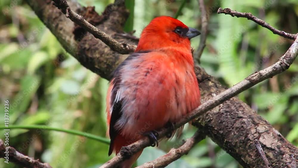 White-Winged Tanager (Piranga Rubriceps) White-Winged Tanager (Piranga Rubriceps)