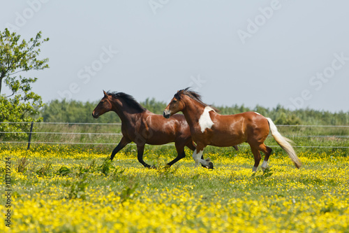 Pferde laufen auf bunter Wiese