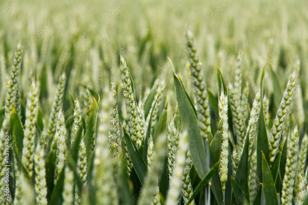 Close up of green wheat still growing Close up of green wheat still growing