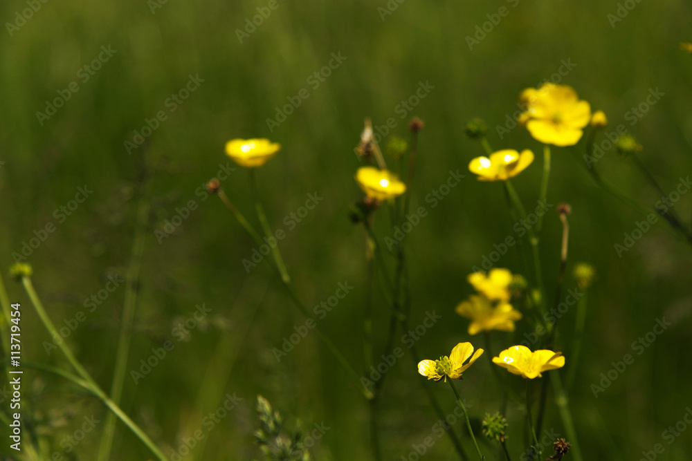 Bright yellow buttercupps against a blurred background