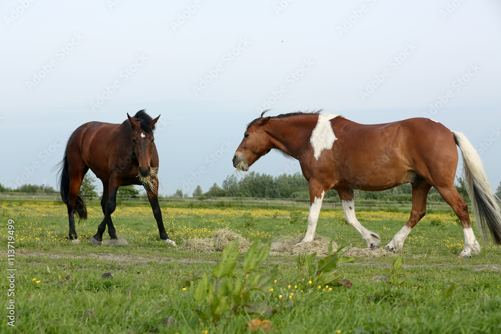Fototapeta premium Pferd mit Futterneid