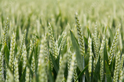Close up of green wheat still growing