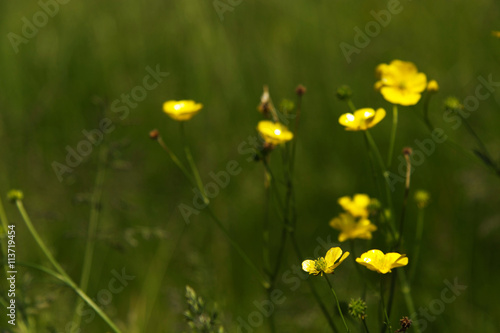 Bright yellow buttercupps against a blurred background