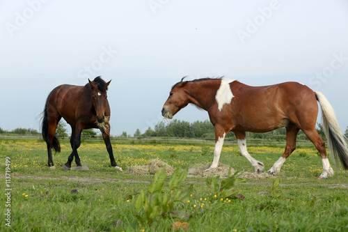 Fototapeta Naklejka Na Ścianę i Meble -  Pferd mit Futterneid