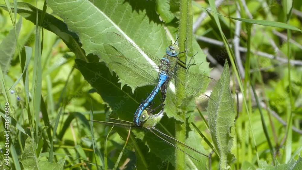Two dragonflies making love are linked together on a green grass stem ...