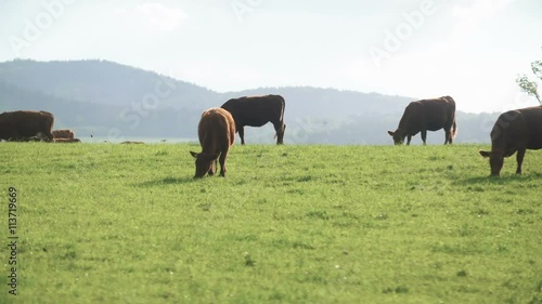 Cows grazing in a valley in new zealand photo