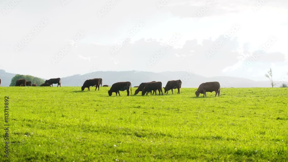 Cows grazing in a valley in new zealand Cows grazing in a valley in new zealand