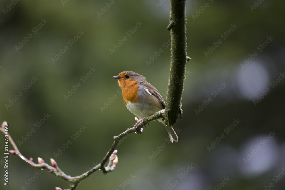 Robin Red Breast (Erithacus rubecula) Robin Red Breast (Erithacus rubecula)