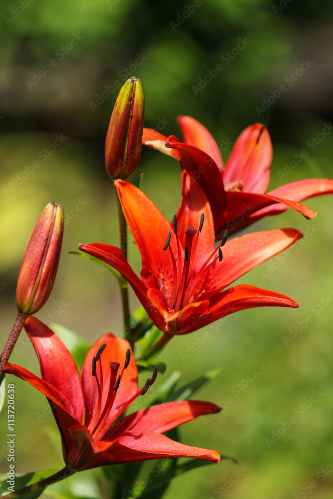 Fototapeta premium Three red lily flowers