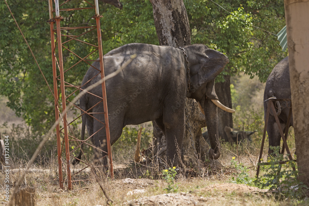 Fototapeta premium Domesticated Elephant in India