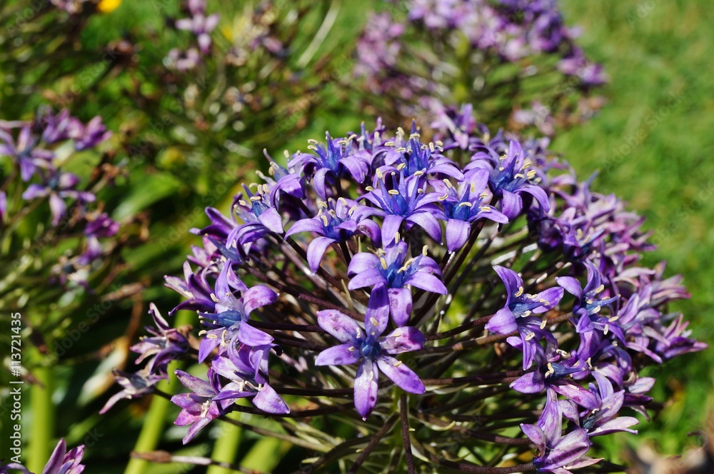 Obraz premium Blue flowers of Scilla Peruviana Portuguese squills