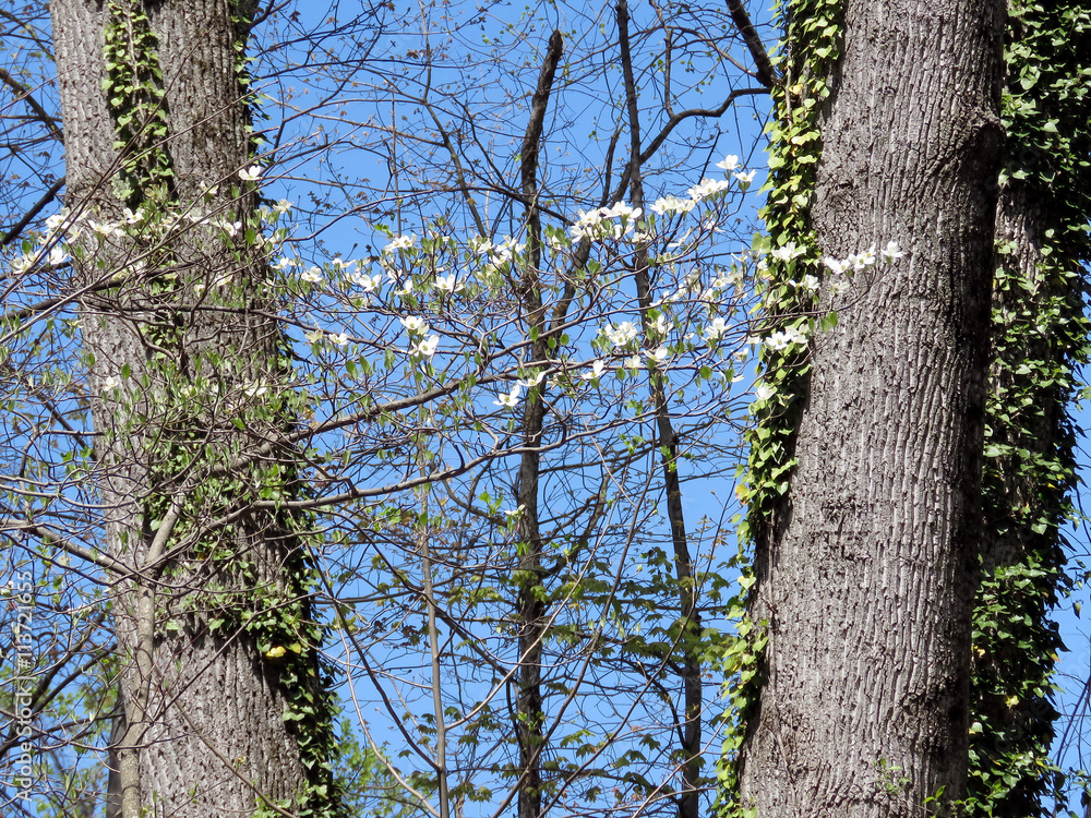 Fototapeta premium Mclean dogwood flowers in forest 2016