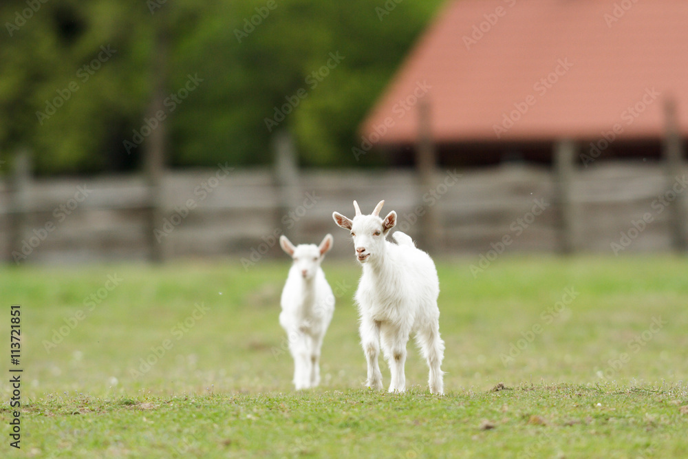 Fototapeta premium goat