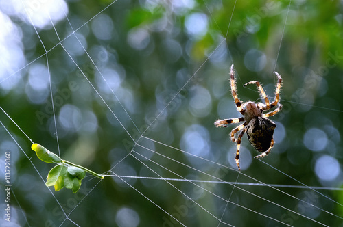 spider making web