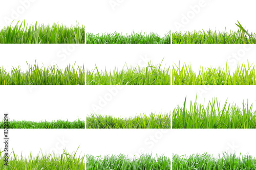 Collection of grass isolated on a white background
