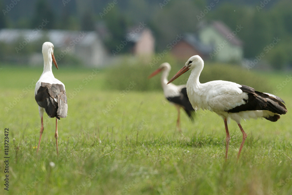 Fototapeta premium stork