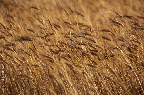 Wallpaper Mural Wheat Torontodigital.ca