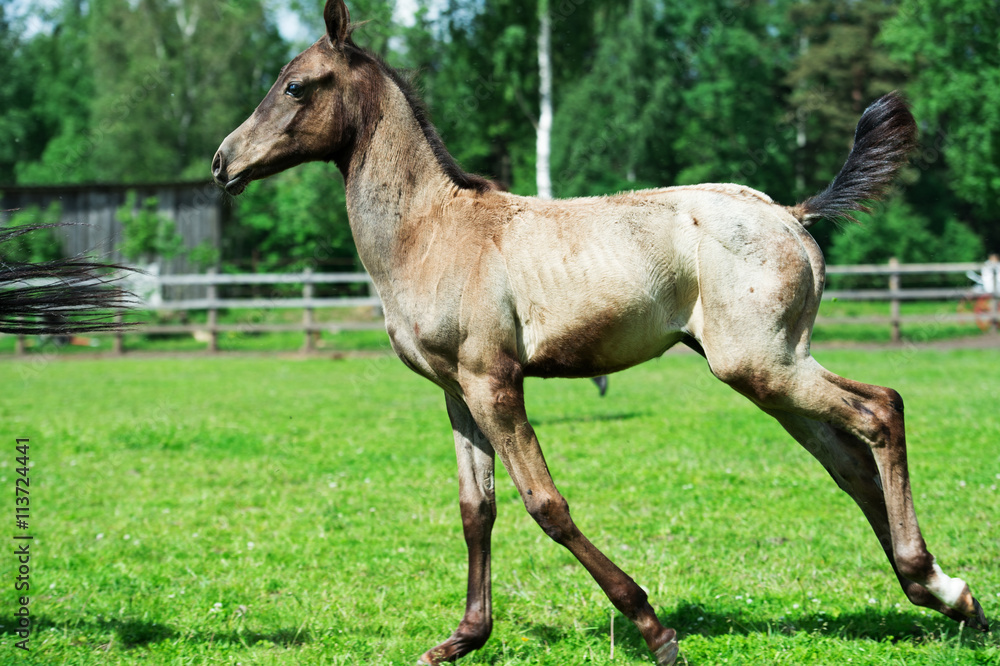 running purebred akhalteke foal in the paddock running purebred akhalteke foal in the paddock