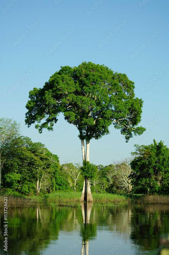 Solitary tree