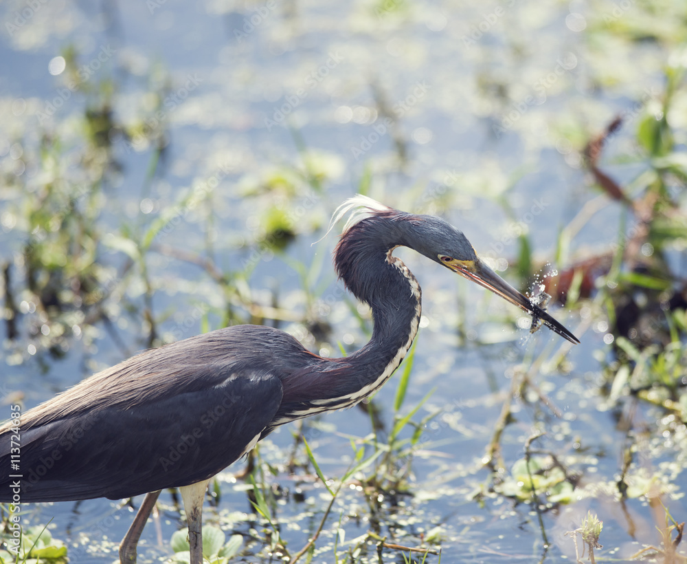 Fototapeta premium Tricolored Heron feeding