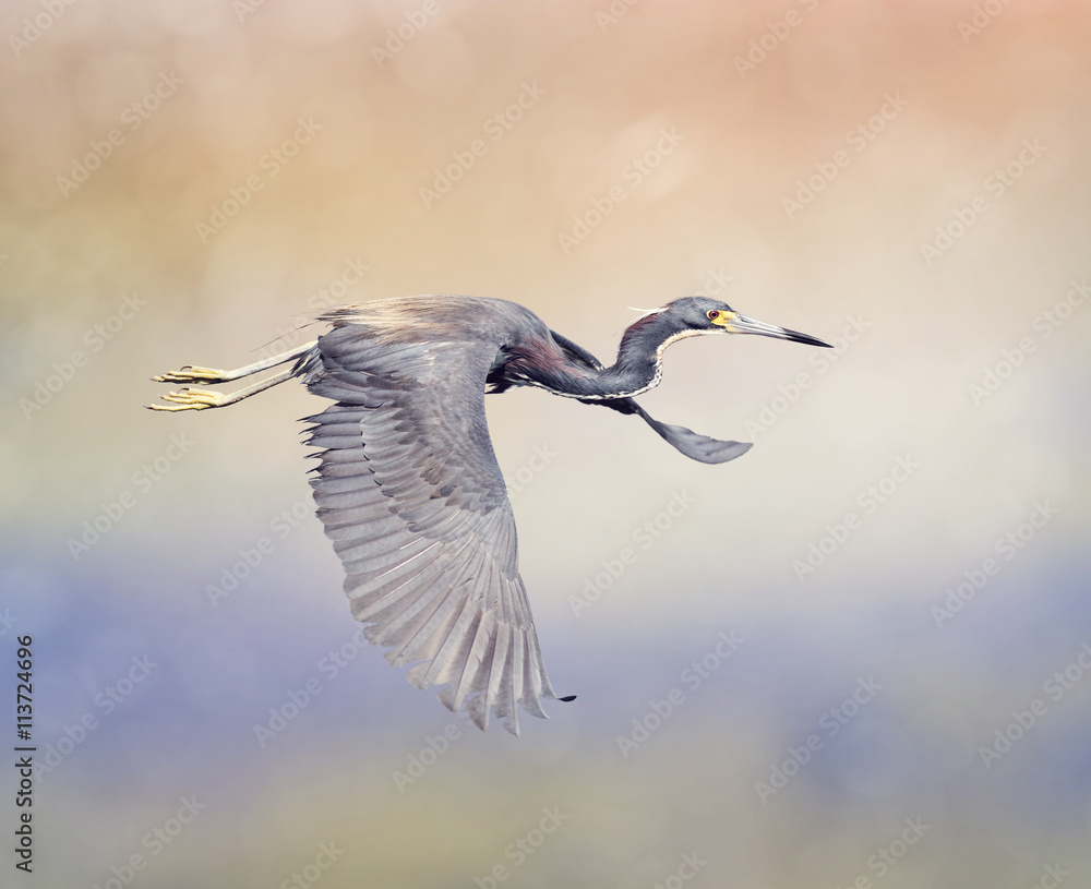 Obraz premium Tricolored Heron in Flight