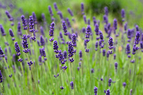 lavender field © chrupka