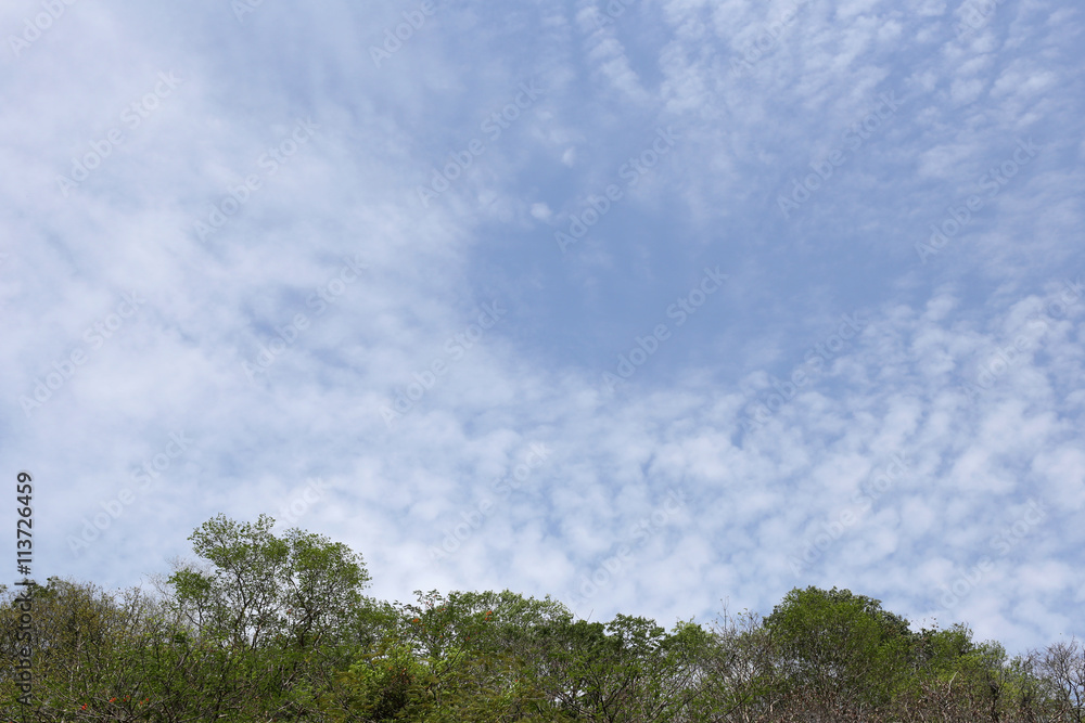 Tropical trees in the public park on blue sky background.