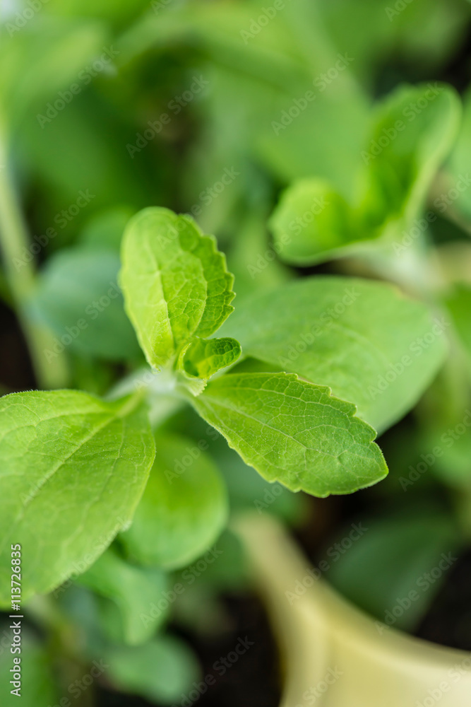 Stevia Plant (close-up shot; selective focus) Stevia Plant (close-up shot; selective focus)