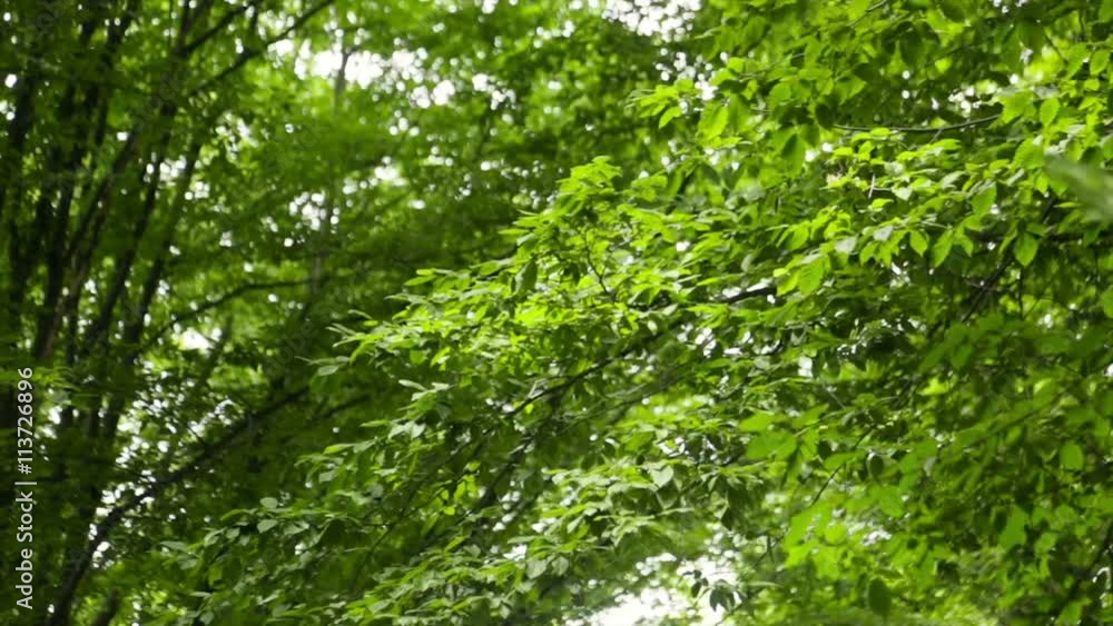 The trees in the humid tropical forest covered with moss