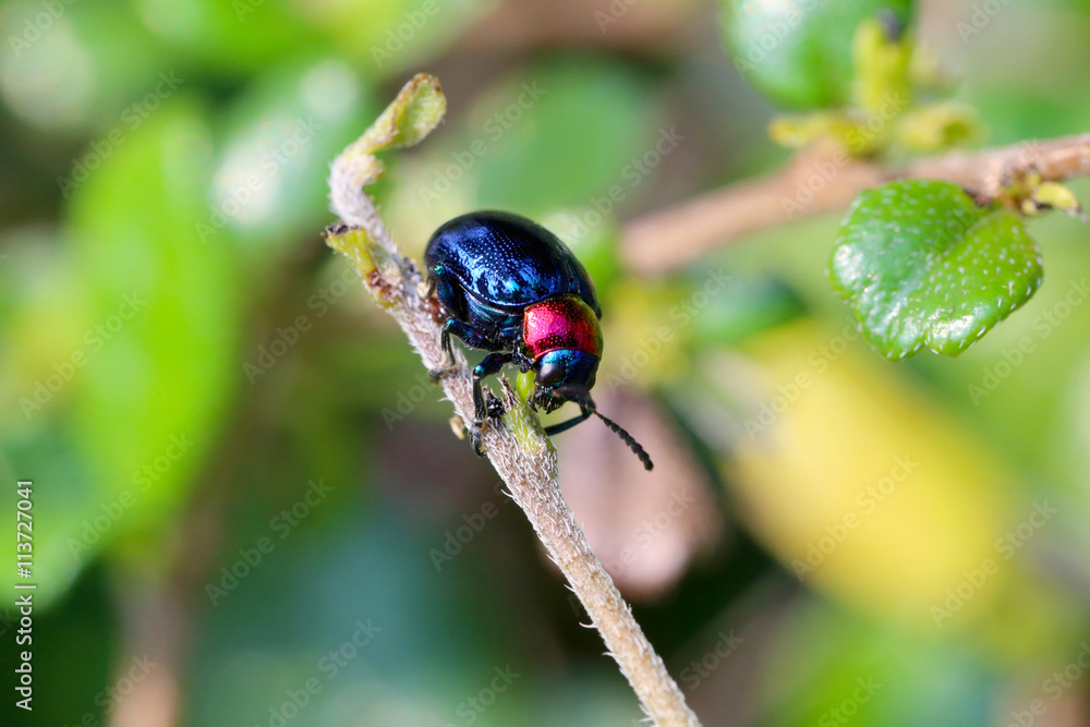 blue scarabaeidae on branch tree in the garden. blue scarabaeidae on branch tree in the garden.