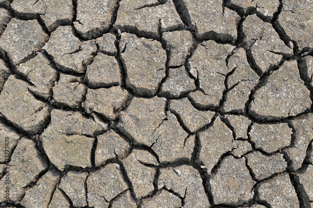 Fototapeta premium Cracked earth and dry soil texture.
