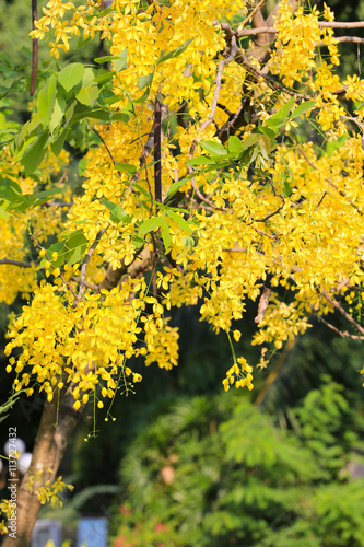 Cassia fistula or Golden shower bloom on tree in the garden.