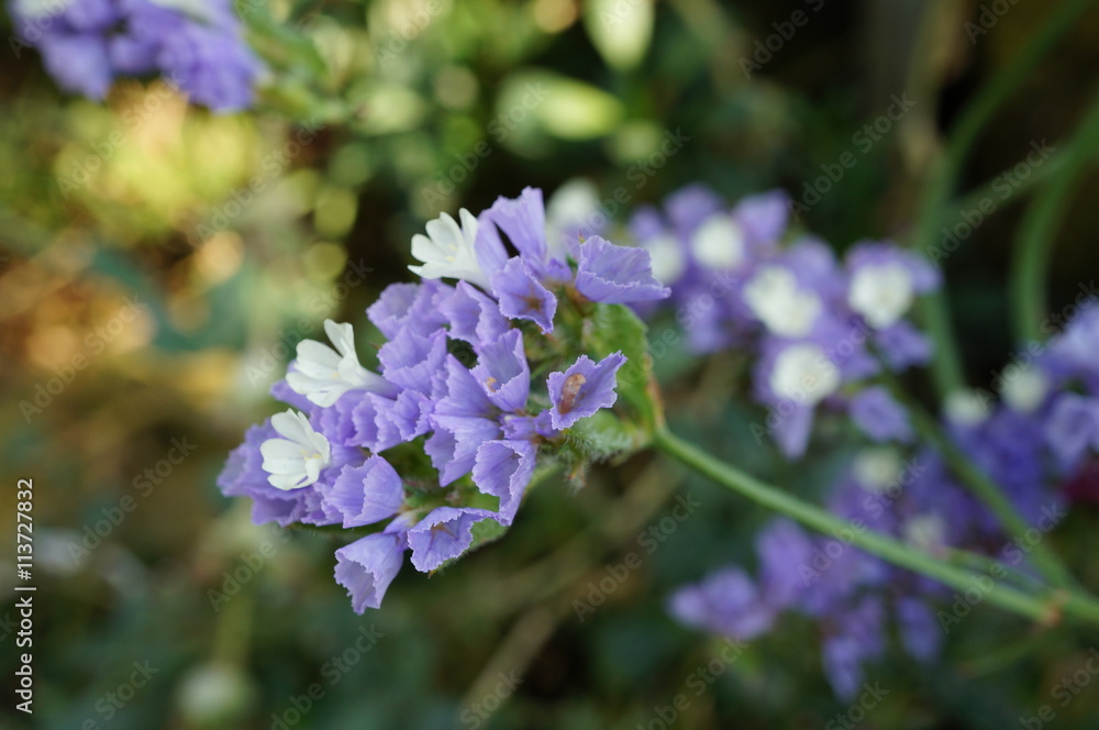 Purple and white statice flowers (limonium sinuatum)