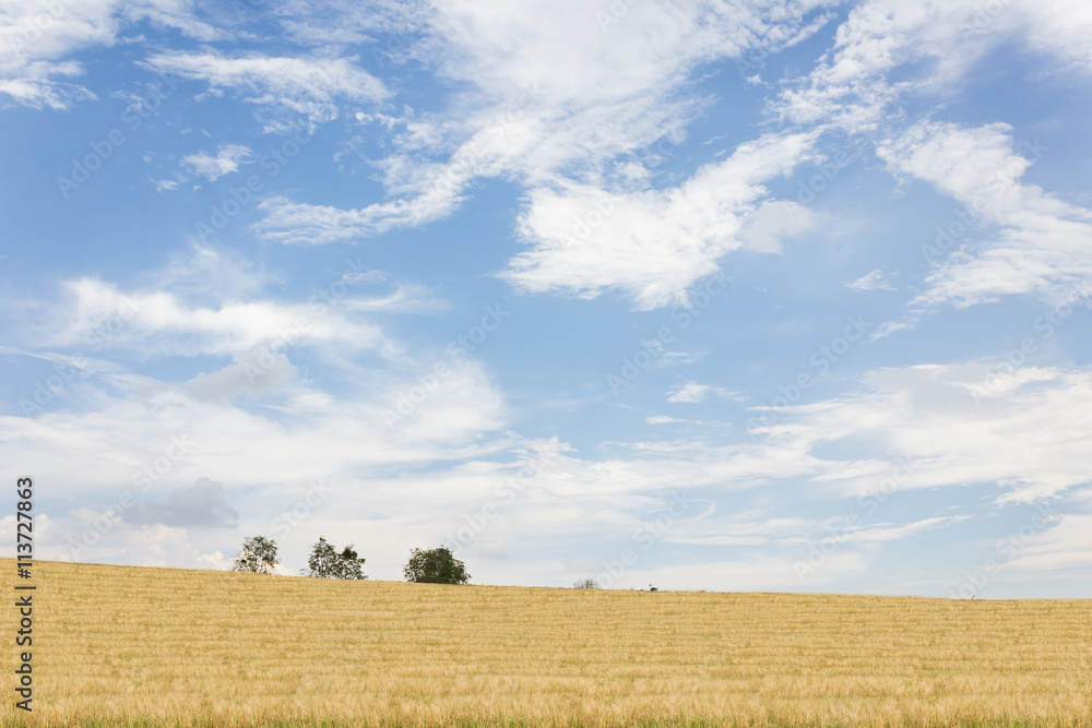 Nature landscape view of yellow soft golden grass field hill Nature landscape view of yellow soft golden grass field hill