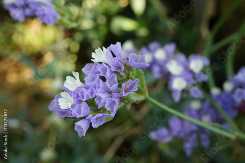 Purple and white statice flowers  limonium sinuatum 