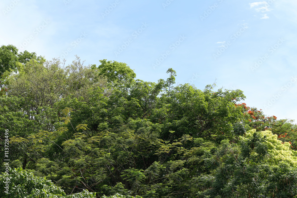 Tropical trees in the public park on blue sky background.
