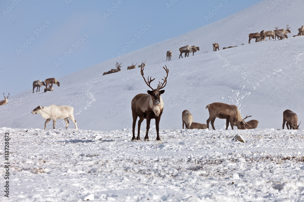 Obraz premium Group of caribou