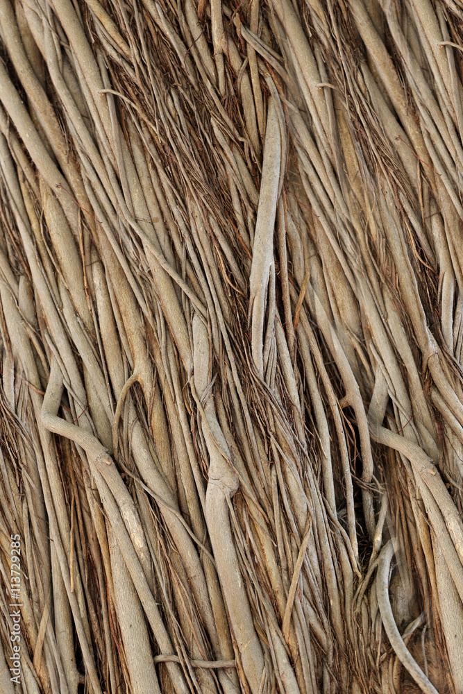 roots or trunk of the banyan tree in the garden. roots or trunk of the banyan tree in the garden.