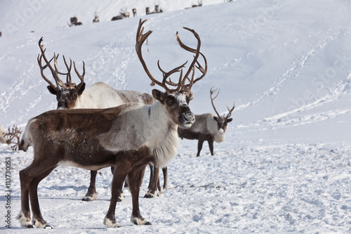Group of caribou © SergeyKrasnoshchokov