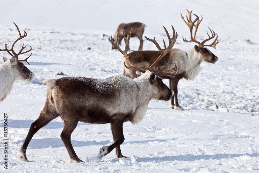 Group of caribou Group of caribou