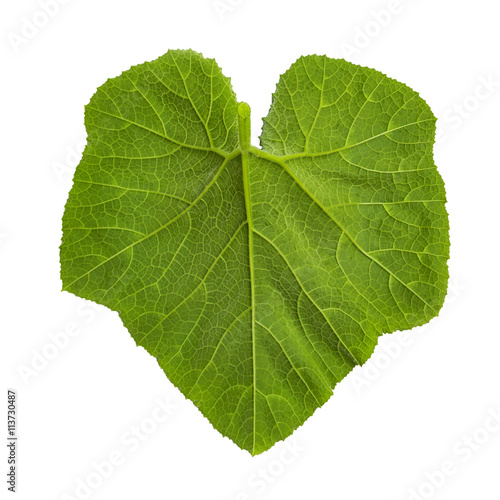 Green pumpkin leaf isolated on white with path