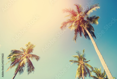 Tropical Background Palm Trees Sun Light Holiday