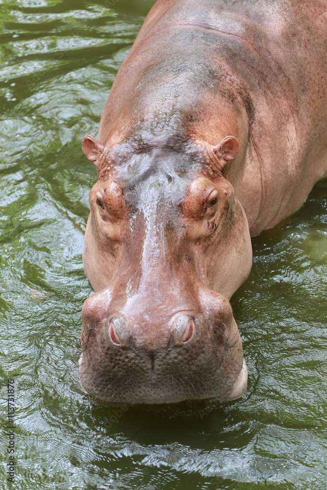 Fototapeta premium hippopotamus to soaking water.