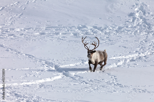 Group of caribou